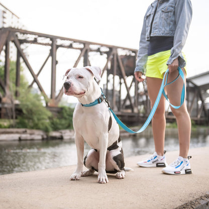 DOG LEASH - REFLECTIVE NEON BLUE